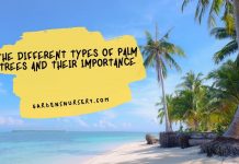 The Different Types Of Palm Trees And Their Importance