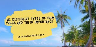 The Different Types Of Palm Trees And Their Importance