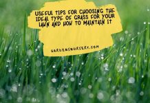 Useful Tips For Choosing The Ideal Type Of Grass For Your Lawn And How To Maintain It