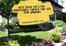 Best Ideas for a Low-Maintenance Garden That Will Look Amazing