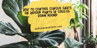How To Control Fungus Gnats On Indoor Plants in College Dorm Room