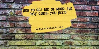 How To Get Rid Of Mold The Only Guide You Need