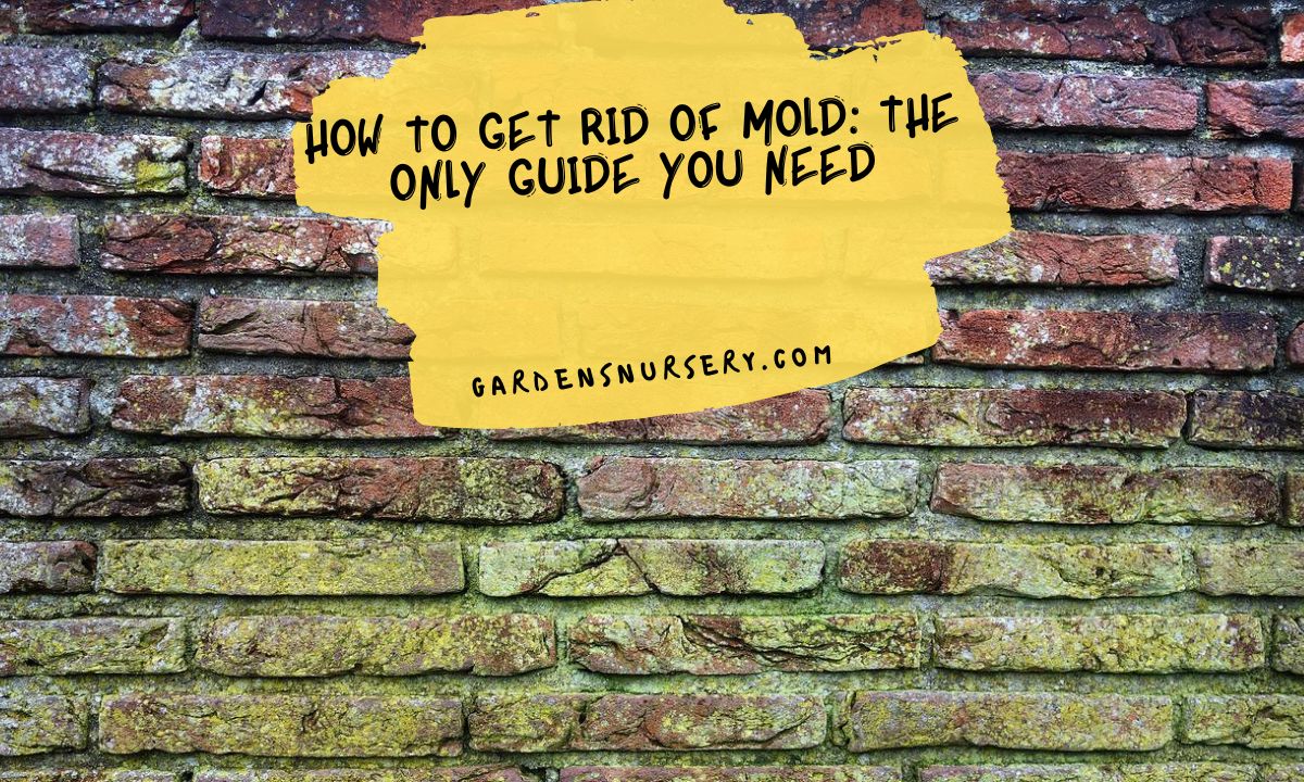 How To Get Rid Of Mold The Only Guide You Need