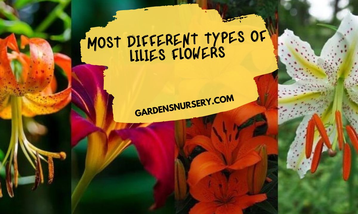 Most Different Types of Lilies Flowers