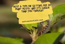 Best 6 Tips On Getting Rid of Plant Pests- And It's Easier Than You Thought