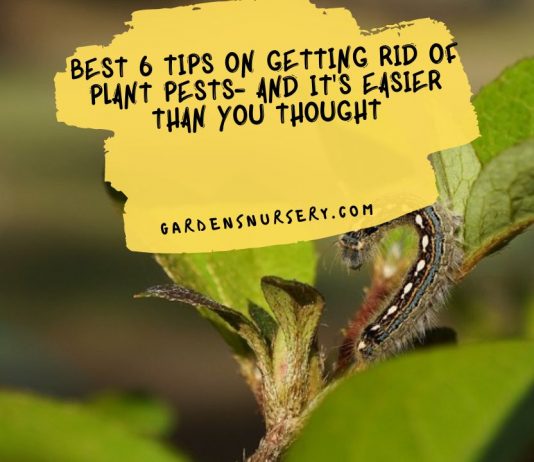Best 6 Tips On Getting Rid of Plant Pests- And It's Easier Than You Thought