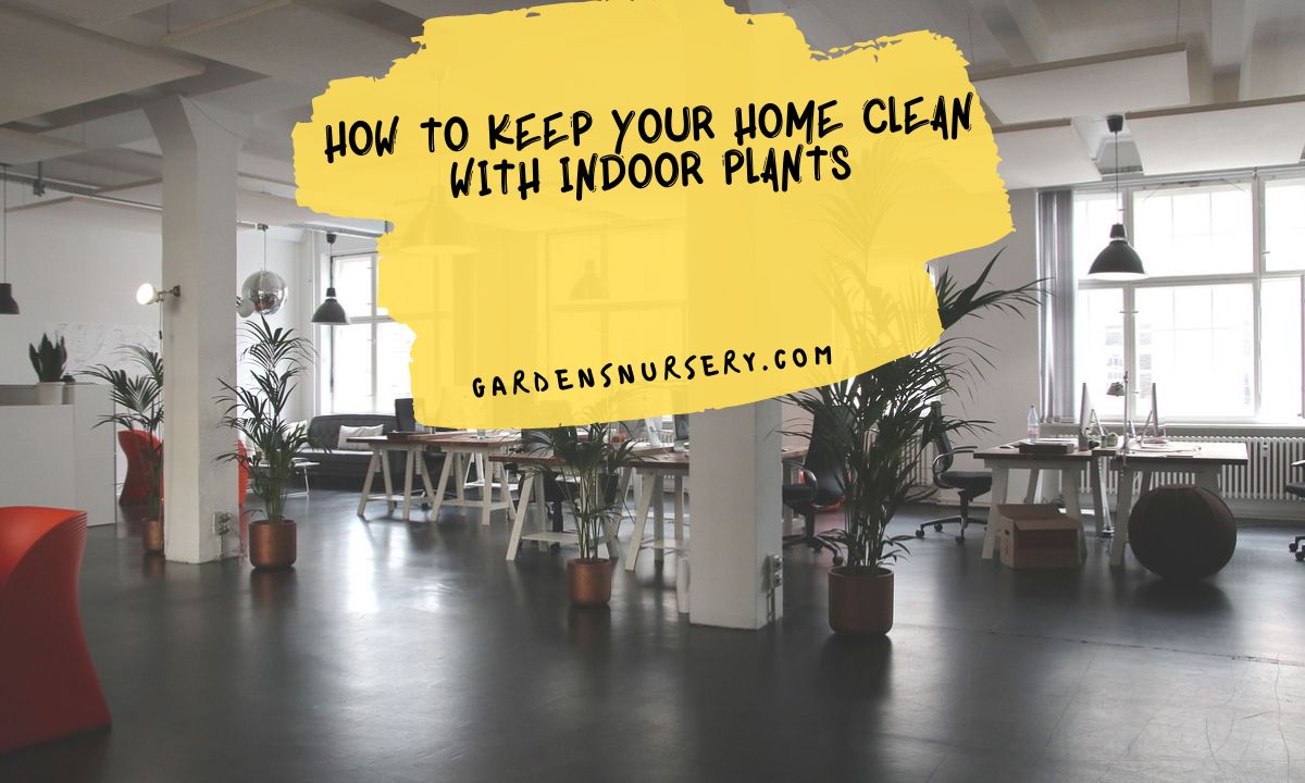 How to Keep Your Home Clean with Indoor Plants