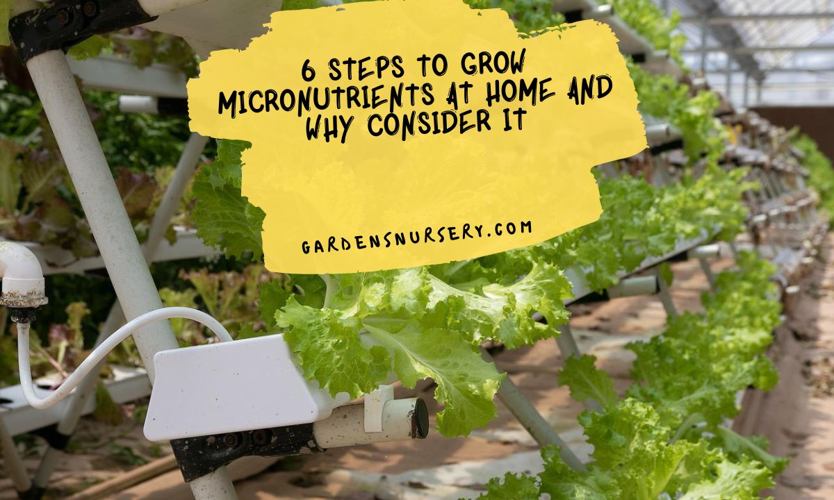 Top 6 Steps To Grow Micronutrients At Home And Why Consider It