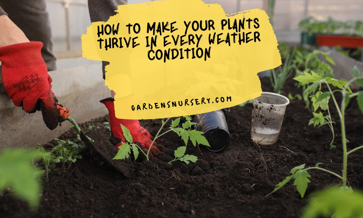 How To Make Your Plants Thrive In Every Weather Condition