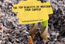 The Top Benefits of Mulching Your Garden