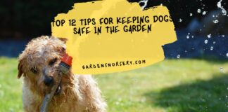 Top 12 Tips for Keeping Dogs Safe in the Garden