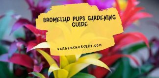 Bromeliad Pups Gardening Guide