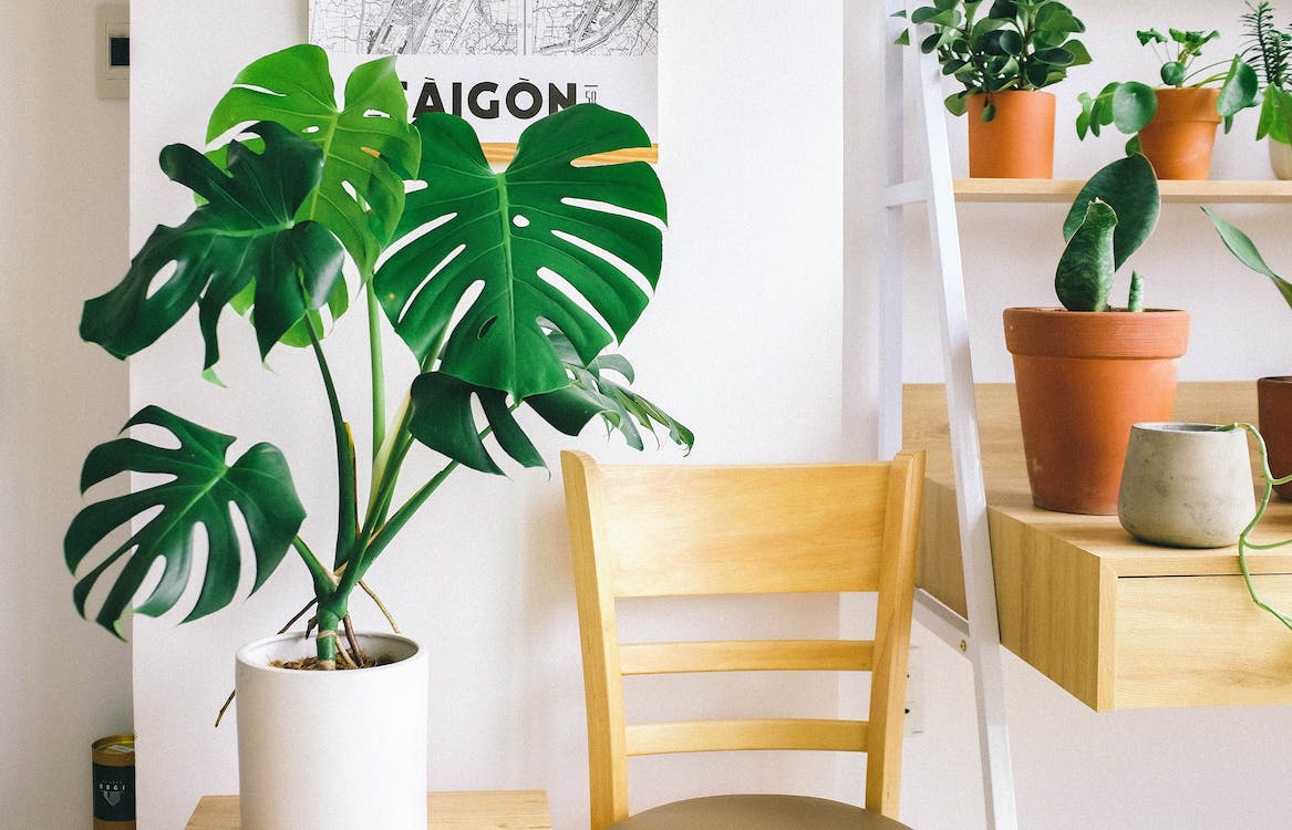 Everything You Need To Know About Monstera Deliciosa