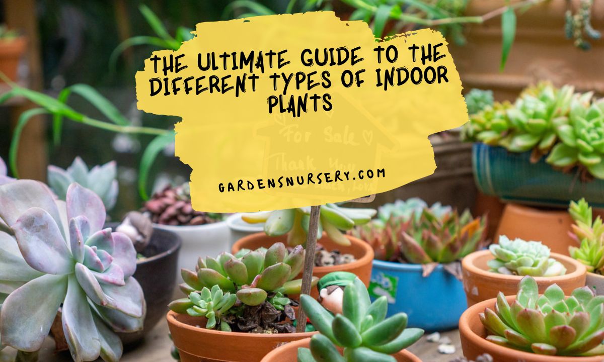 The Ultimate Guide to the Different Types of Indoor Plants