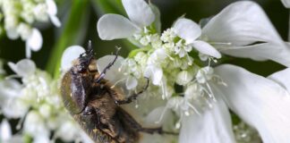 A Helpful Guide How To Deal With Insects In Your Garden