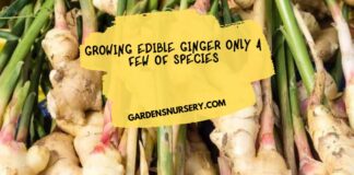 Growing Edible Ginger Only a Few of Species