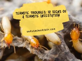 Termite Troubles 12 Signs of a Termite Infestation