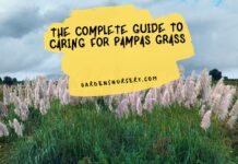 The Complete Guide to Caring for Pampas Grass