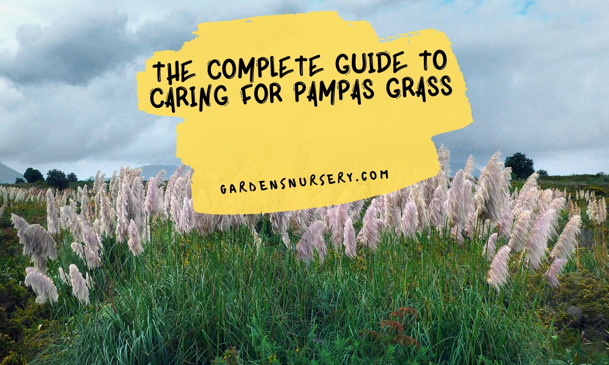 The Complete Guide to Caring for Pampas Grass