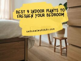 Best 9 Indoor Plants To Freshen Your Bedroom