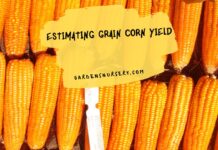 Estimating Grain Corn Yield