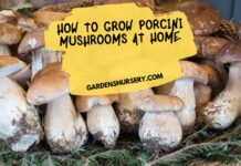 How to Grow Porcini Mushrooms at Home