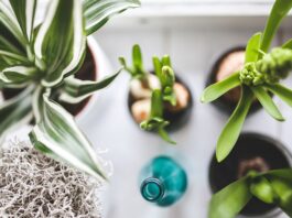 What Do You Need In Your Home To Keep Your Plants Alive