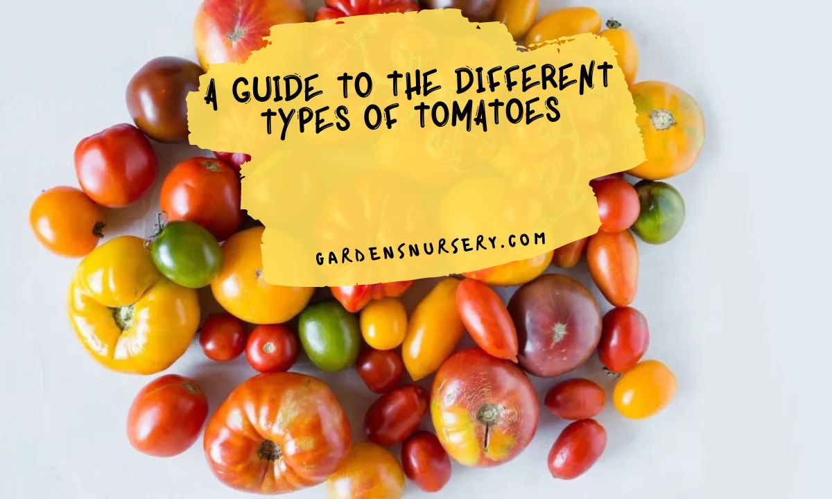 A Guide to the Different Types of Tomatoes
