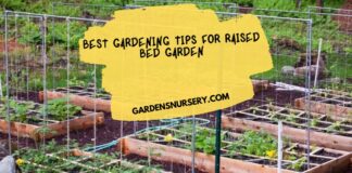 Best Gardening Tips for Raised Bed Garden