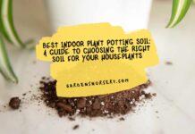 Best Indoor Plant Potting Soil A Guide to Choosing the Right Soil for Your Houseplants