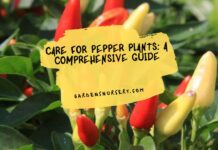 Care for Pepper Plants A Comprehensive Guide