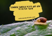 Common Garden Pests and How To Deter Them