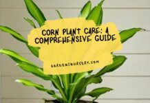 Corn Plant Care A Comprehensive Guide