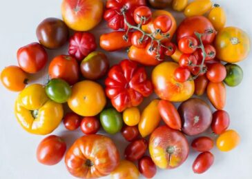 Different Types of Tomatoes