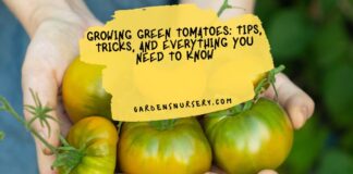 Growing Green Tomatoes Tips, Tricks, and Everything You Need to Know