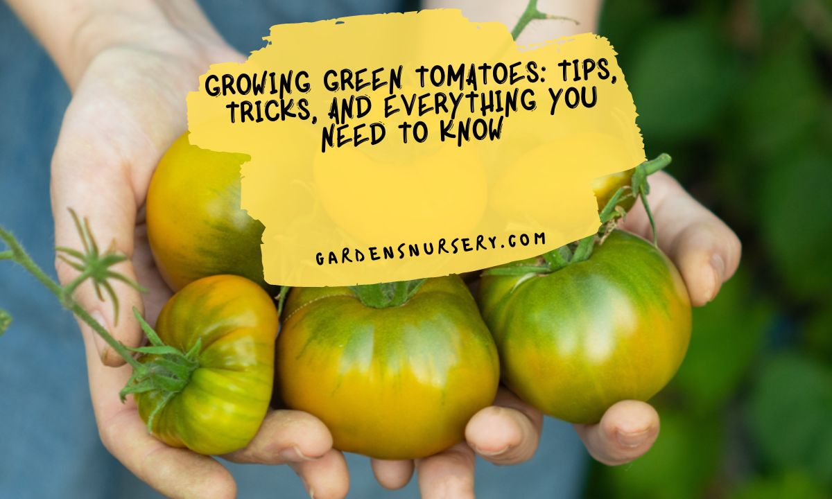 Growing Green Tomatoes Tips, Tricks, and Everything You Need to Know