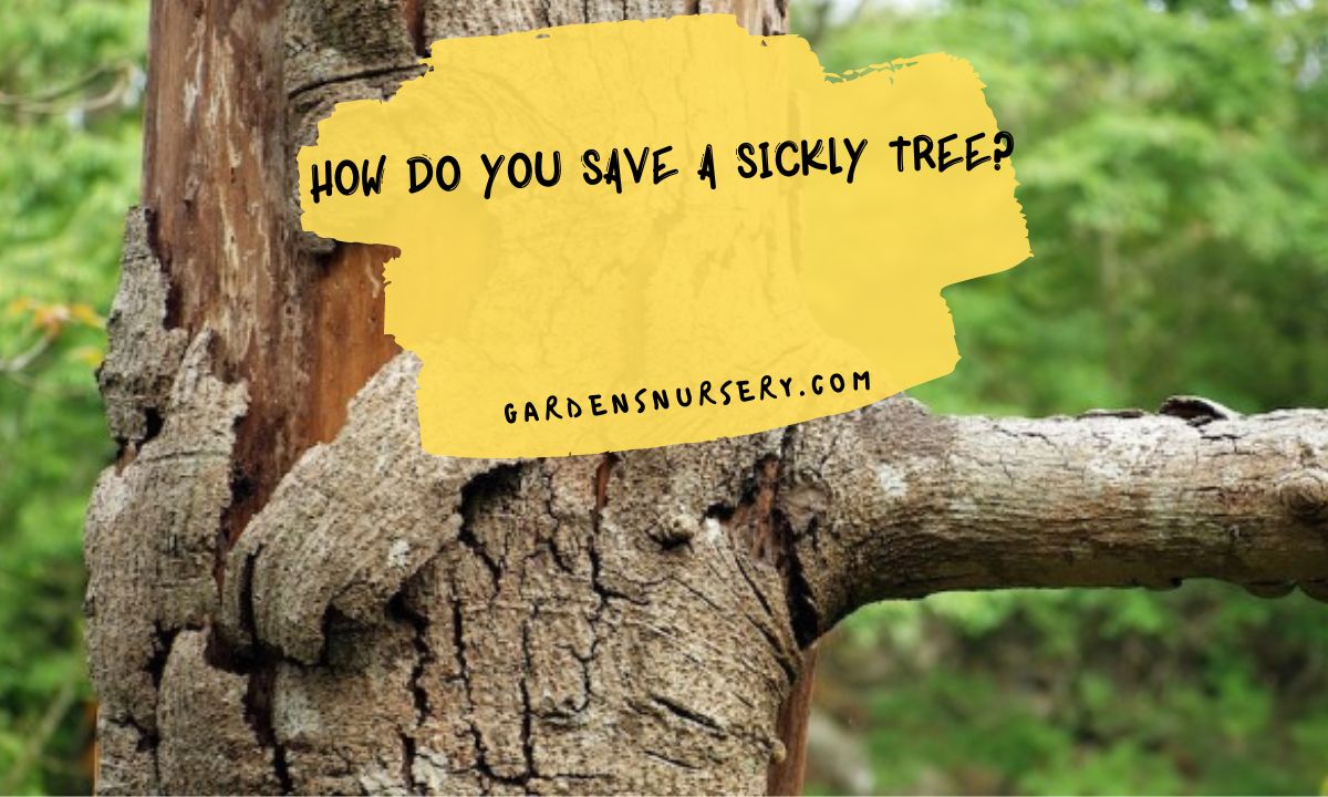 How Do You Save A Sickly Tree