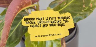 Indoor Plant Leaves Turning Brown Understanding the Causes and Solutions