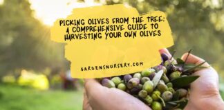 Picking Olives From The Tree