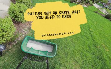 Putting Salt on Grass What You Need to Know