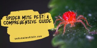 Spider Mites Pest: A Comprehensive Guide