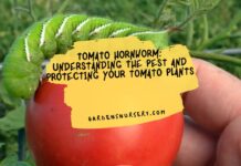Tomato Hornworm Understanding the Pest and Protecting Your Tomato Plants