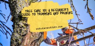Tree Care 101 A Beginner's Guide To Trimming And Pruning