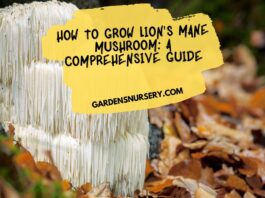 How to Grow Lion's Mane Mushroom A Comprehensive Guide