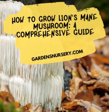 How to Grow Lion's Mane Mushroom A Comprehensive Guide