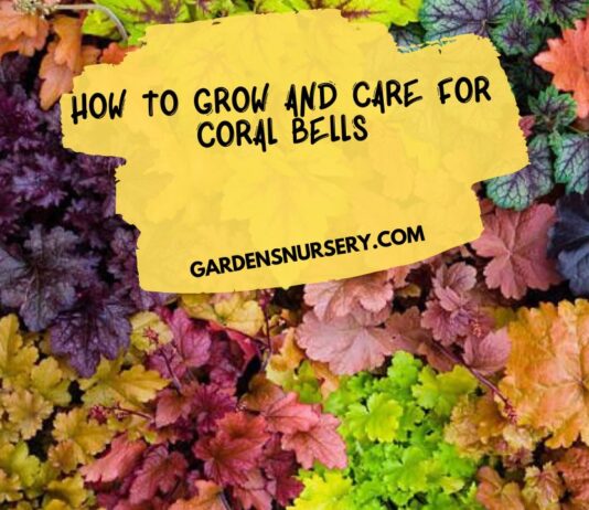 How to Grow and Care for Coral Bells