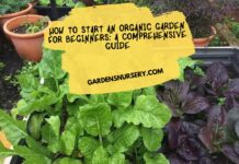 How to Start an Organic Garden for Beginners A Comprehensive Guide