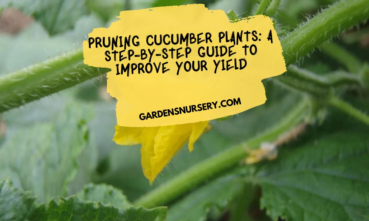 Pruning Cucumber Plants A Step-by-Step Guide to Improve Your Yield