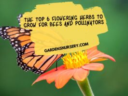 The Top 6 Flowering Herbs to Grow for Bees and Pollinators