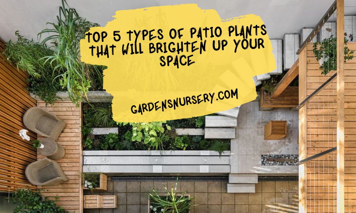 Top 5 Types of Patio Plants That Will Brighten Up Your Space